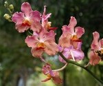 Beautiful orchids - Philippine islands