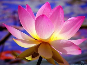 flower-lotus-image-